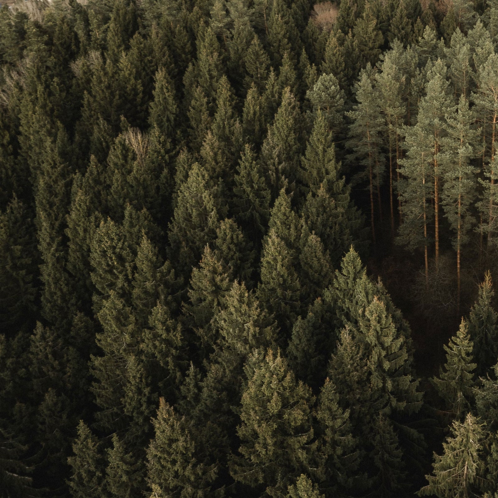 A forest of majestic pines, firs and green spruces, ideal for nature walks.