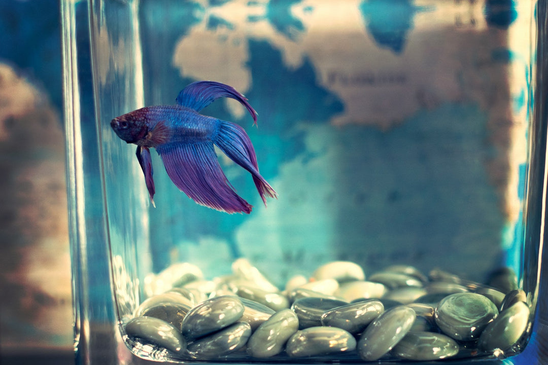 Les aquariums à la maison : un projet de science naturelle pour stimuler la curiosité